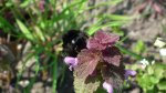 Trzmiel kamiennik (Bombus lapidarius)