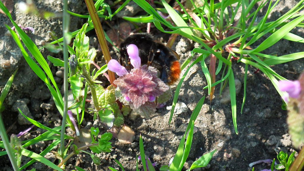 Trzmiel kamiennik (Bombus lapidarius)