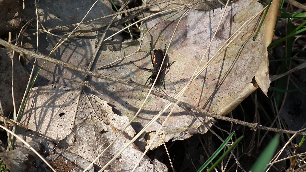 Swędosz pajęczarz (Anoplius viaticus)