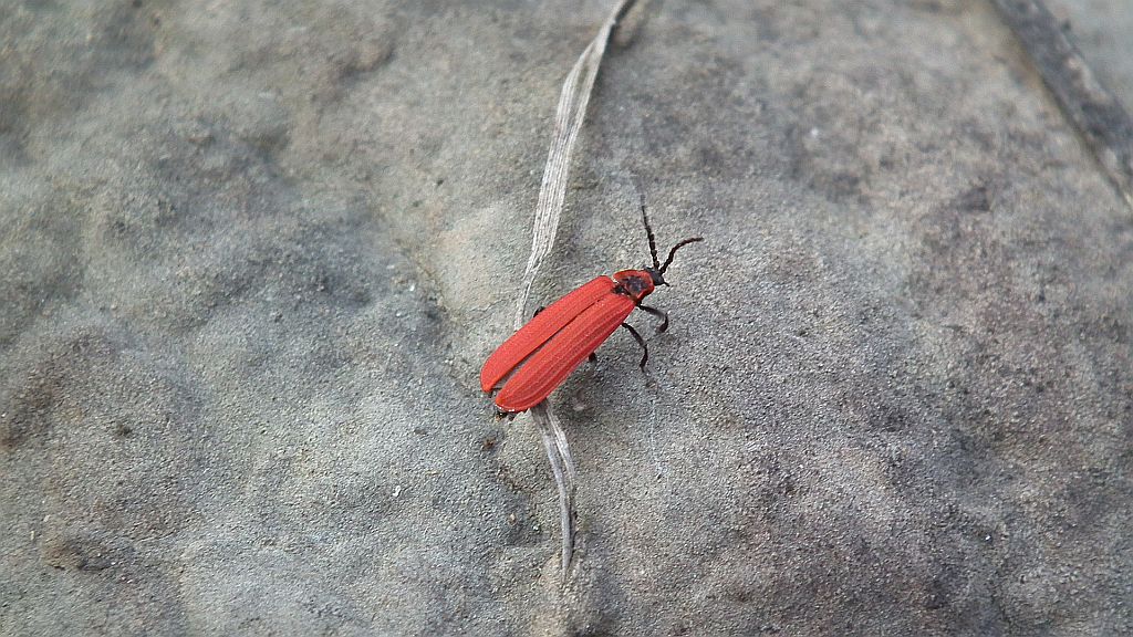 Karmazynek (Lygistopterus sanguineus)