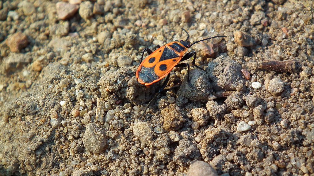 Kowal bezskrzydły (Pyrrhocoris apterus)