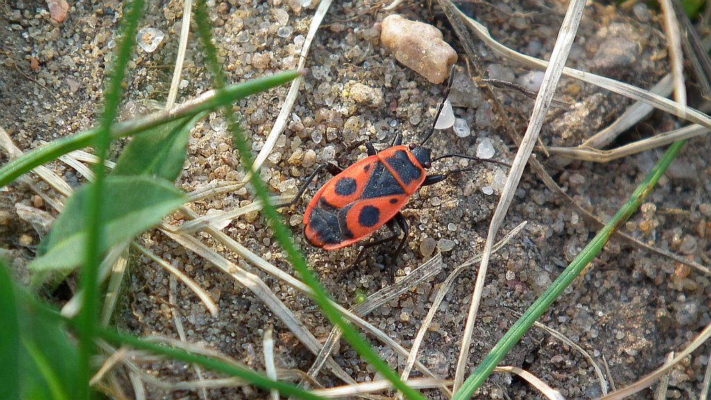 Kowal bezskrzydły (Pyrrhocoris apterus)