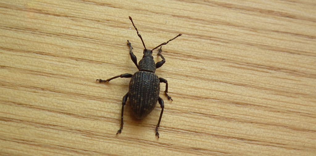 Opuchlak truskawkowiec (Otiorhynchus sulcatus)