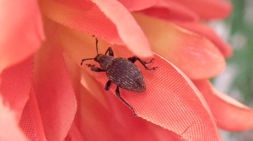 Opuchlak truskawkowiec (Otiorhynchus sulcatus)