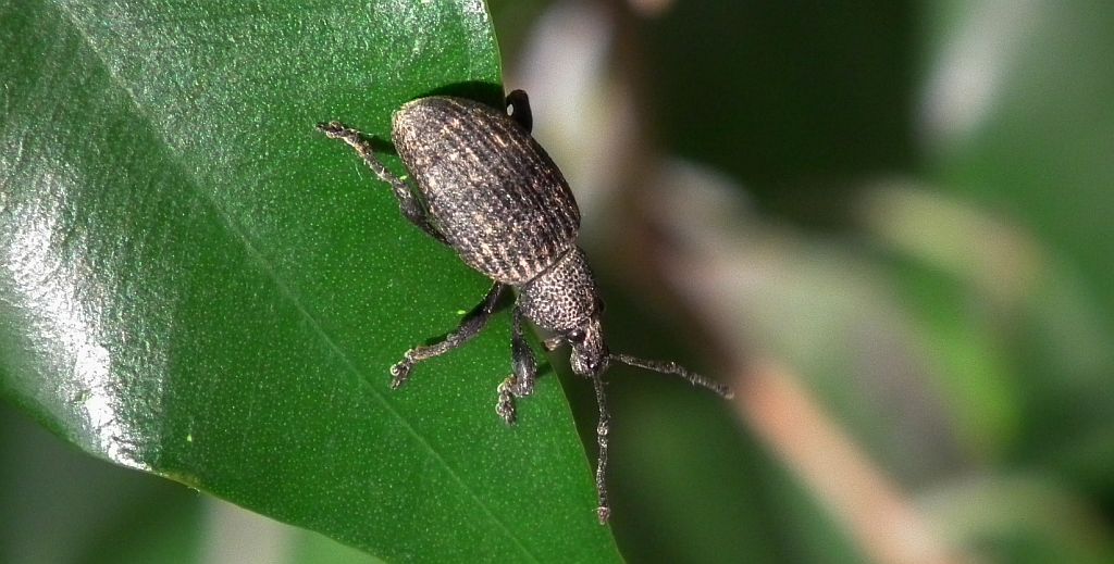 Opuchlak truskawkowiec (Otiorhynchus sulcatus)