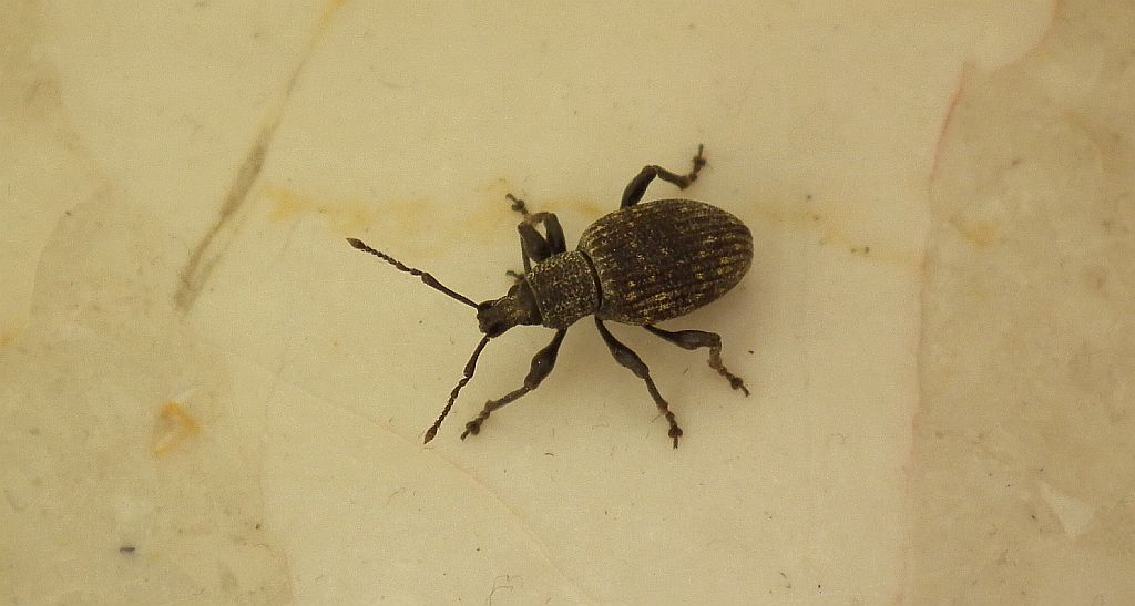 Opuchlak truskawkowiec (Otiorhynchus sulcatus)