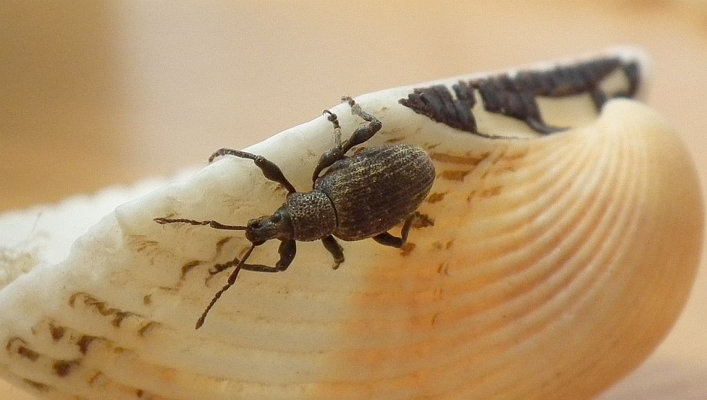 Opuchlak truskawkowiec (Otiorhynchus sulcatus)