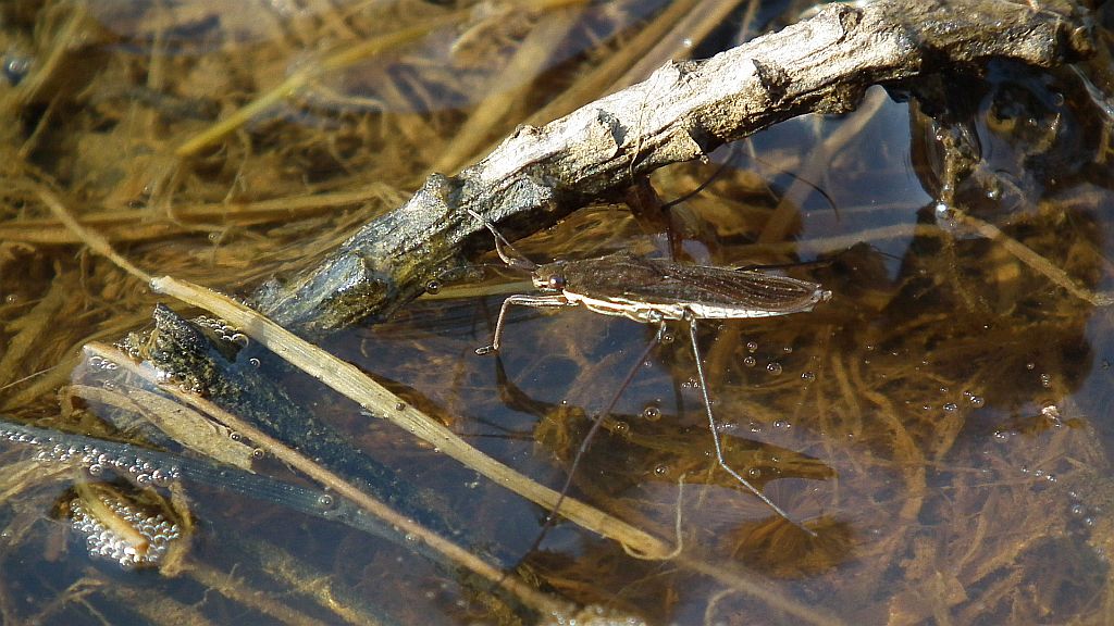 Nartnik duży (Gerris lacustris)