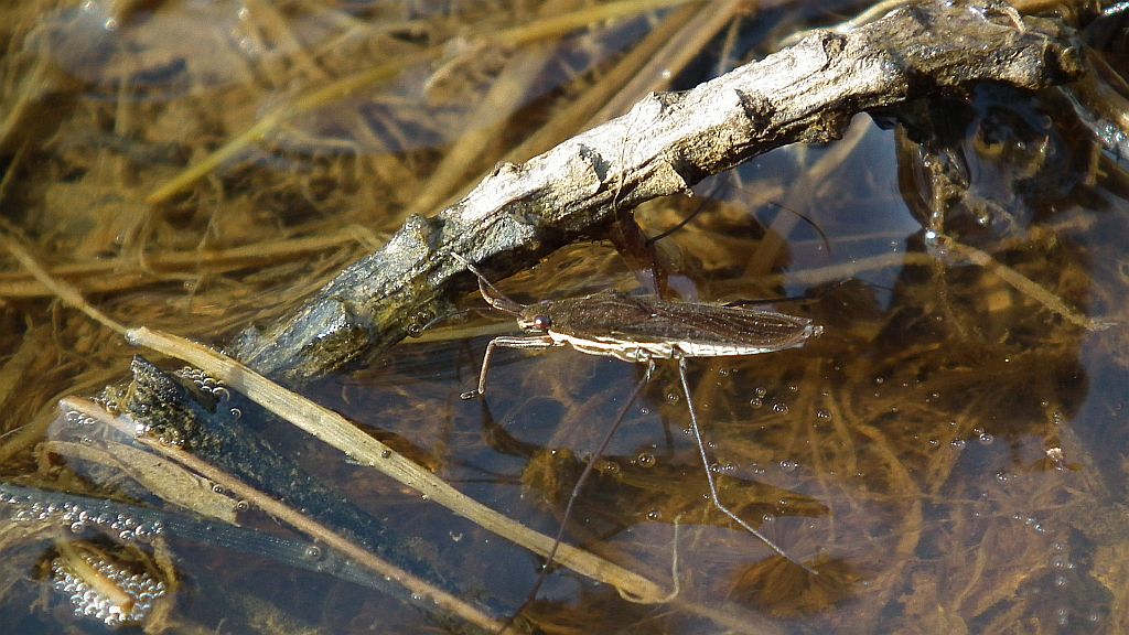 Nartnik duży (Gerris lacustris)