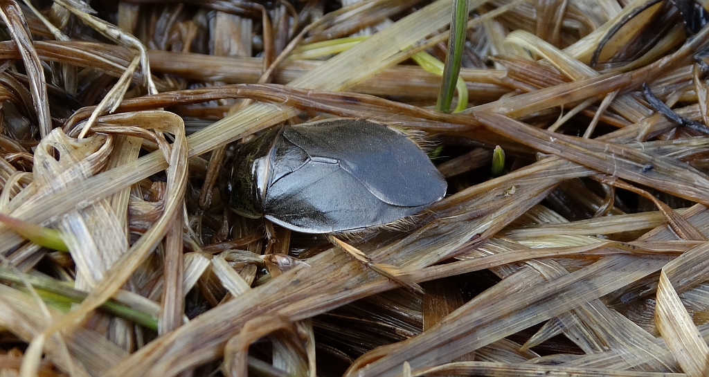 Żyrytwa pluskwowata (Ilyocoris cimicoides)