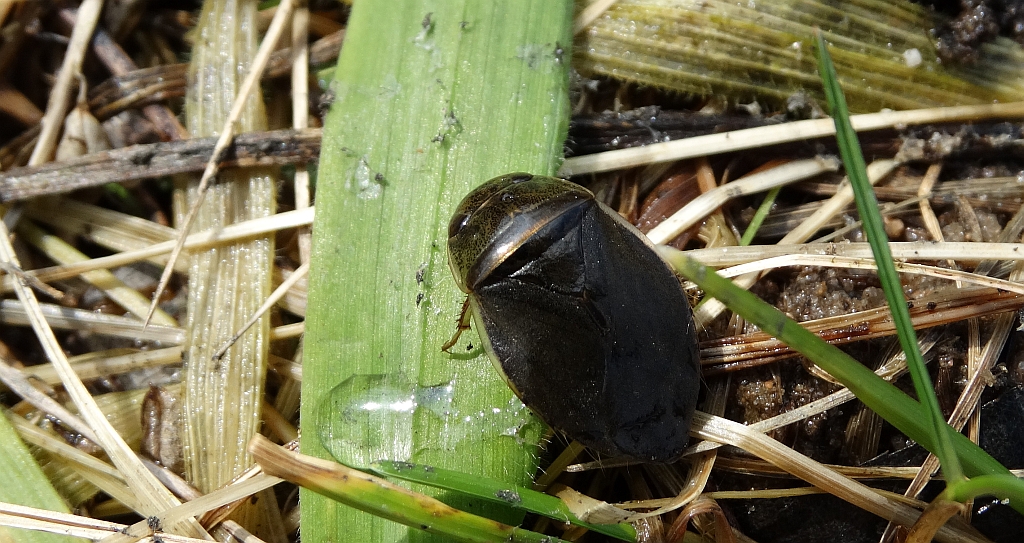 Żyrytwa pluskwowata (Ilyocoris cimicoides)