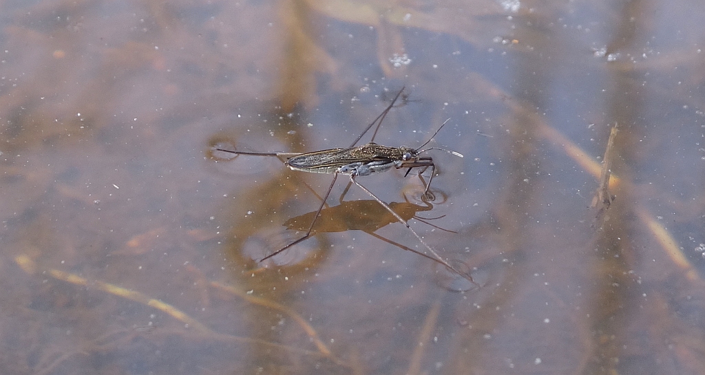 Nartnik duży (Gerris lacustris)