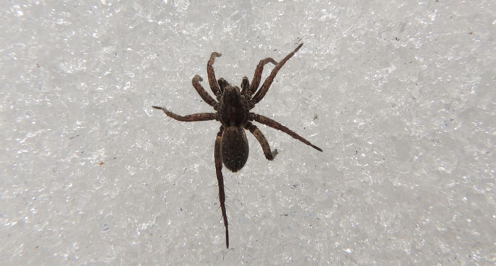 Wałęsak  - pogońcowaty (Lycosidae)?