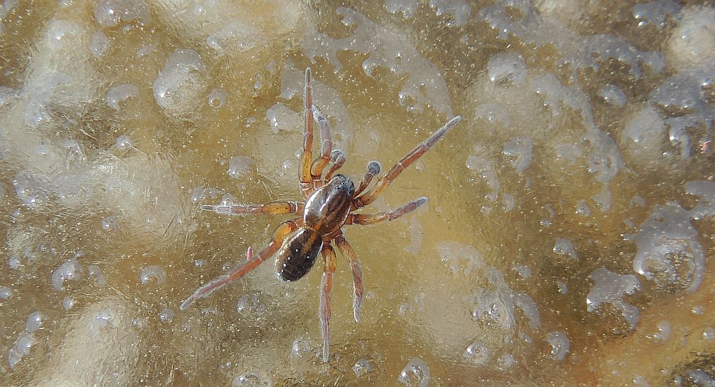 Korsarz piratnik (Pirata piraticus)