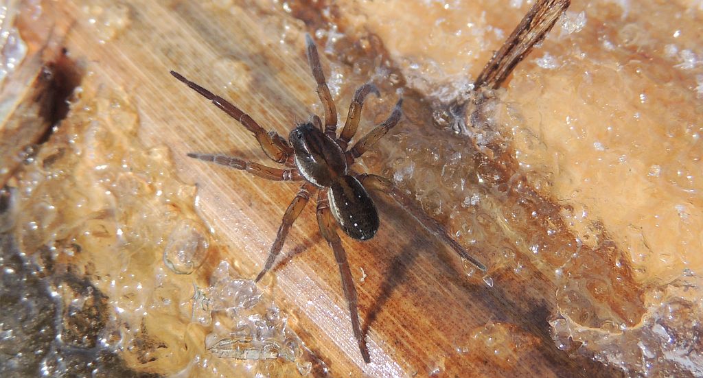 Korsarz piratnik (Pirata piraticus)