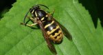 Osa pospolita (Vespula vulgaris)