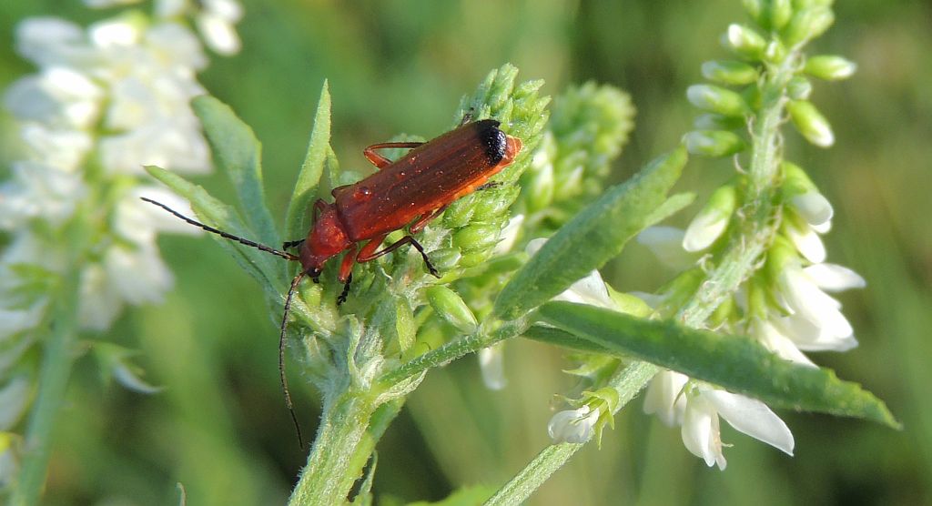 Zmięk żółty (Rhagonycha fulva)
