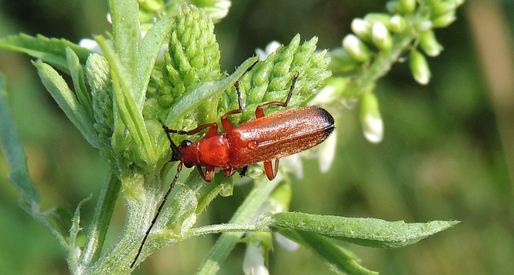 Zmięk żółty (Rhagonycha fulva)