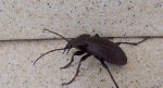 Biegacz ogrodowy (Carabus hortensis)