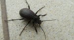 Biegacz ogrodowy (Carabus hortensis)
