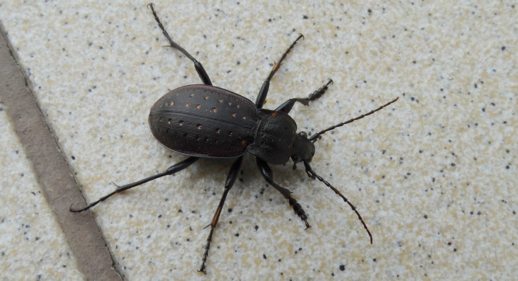 Biegacz ogrodowy (Carabus hortensis)