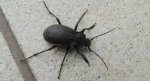 Biegacz ogrodowy (Carabus hortensis)