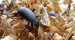 Biegacz ogrodowy (Carabus hortensis)