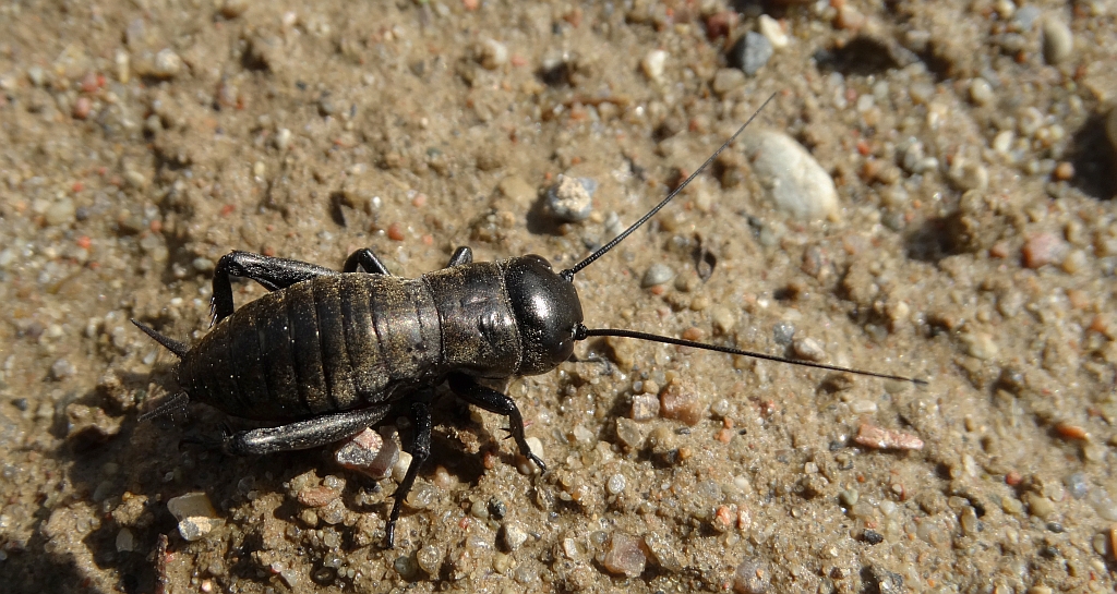 Świerszcz polny (Gryllus campestris)