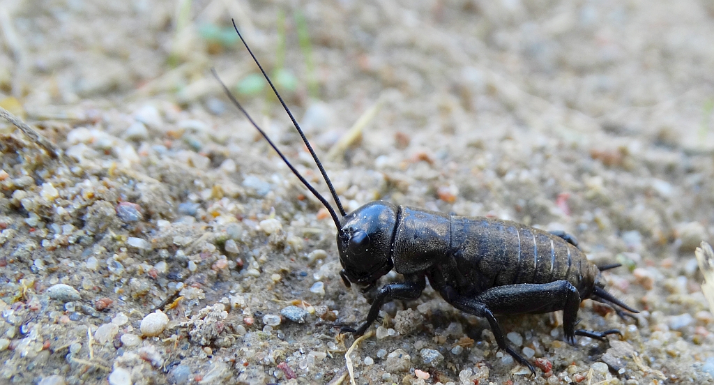 Świerszcz polny (Gryllus campestris)