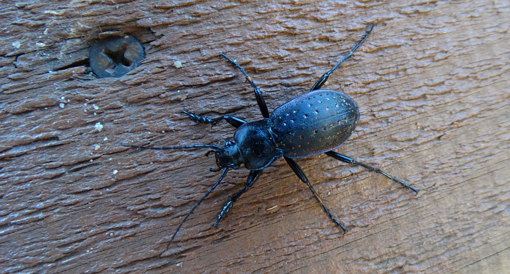 Biegacz ogrodowy (Carabus hortensis)