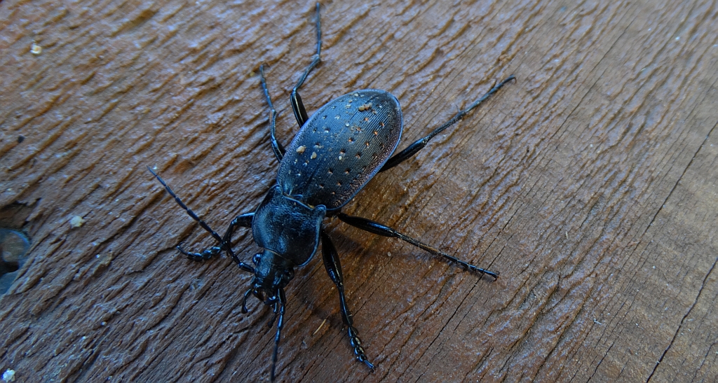Biegacz ogrodowy (Carabus hortensis)