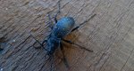 Biegacz ogrodowy (Carabus hortensis)