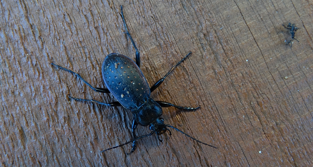 Biegacz ogrodowy (Carabus hortensis)