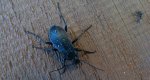 Biegacz ogrodowy (Carabus hortensis)