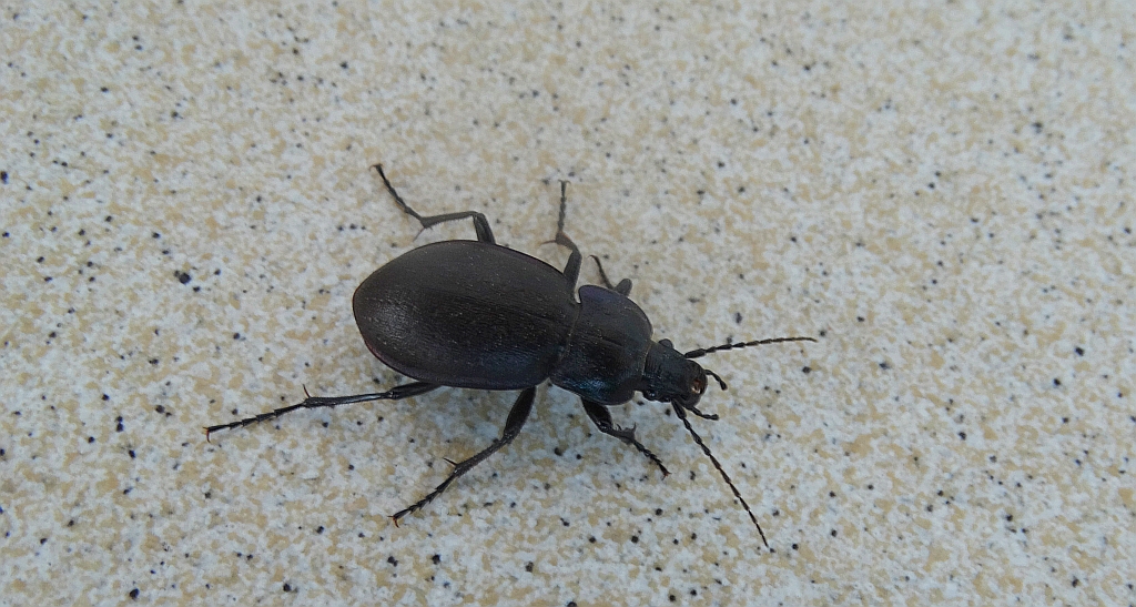 Biegacz gajowy (Carabus nemoralis)