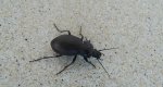 Biegacz gajowy (Carabus nemoralis)