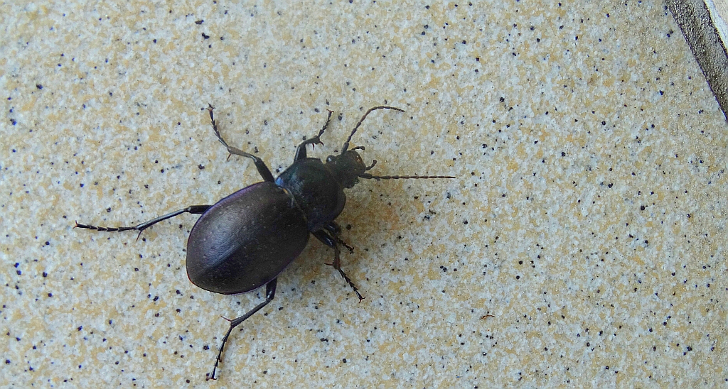 Biegacz gajowy (Carabus nemoralis)