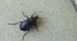 Biegacz gajowy (Carabus nemoralis)