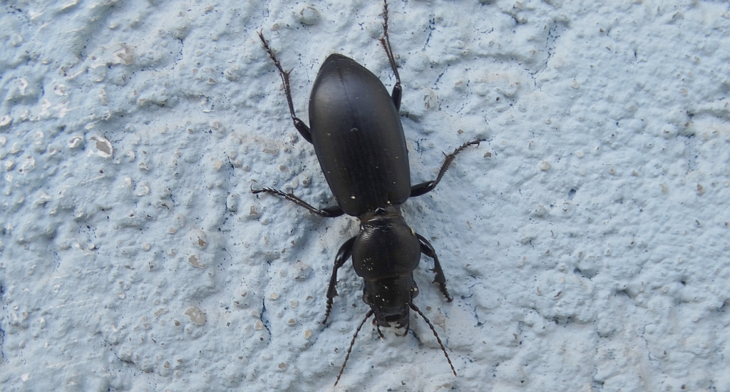 Żuchwień głowacz (Broscus cephalotes)