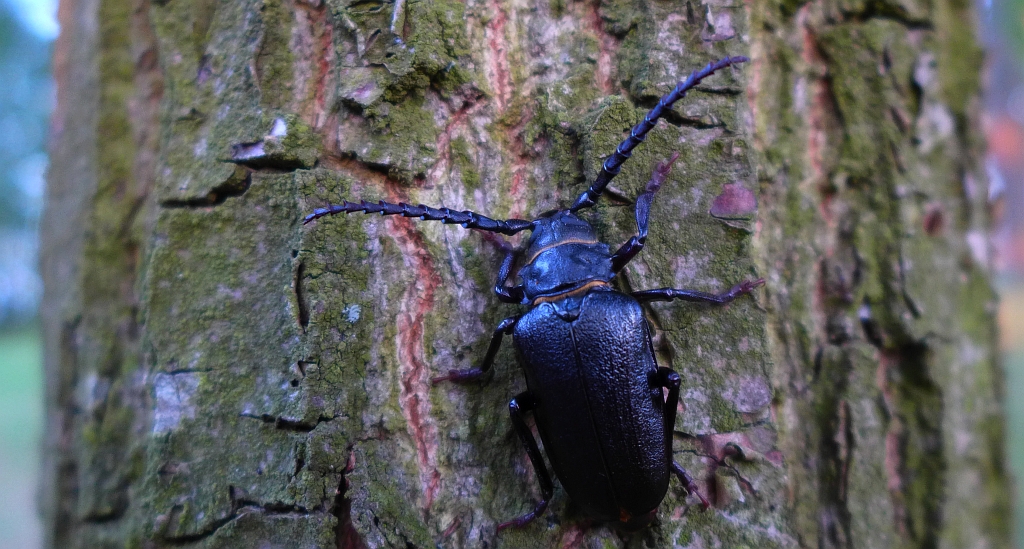 Dyląż garbarz (Prionus coriarius)