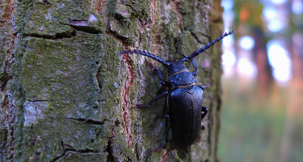Dyląż garbarz (Prionus coriarius)