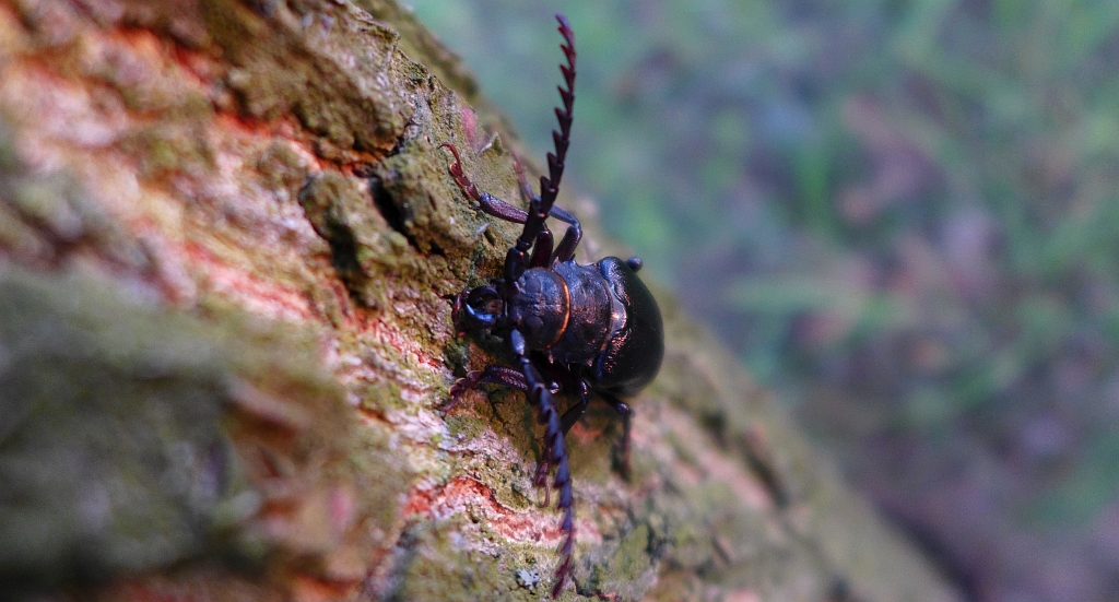 Dyląż garbarz (Prionus coriarius)