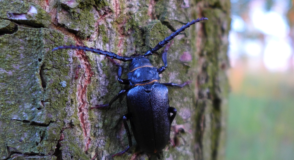 Dyląż garbarz (Prionus coriarius)