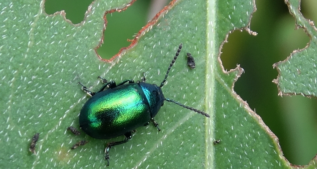 Złotka - Chrysolina cacaliae