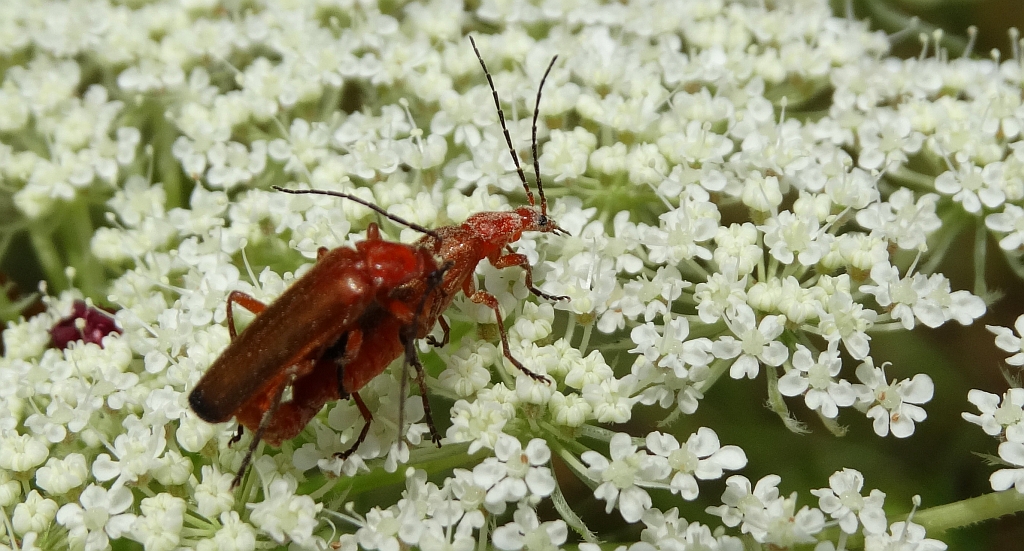 Zmięk żółty (Rhagonycha fulva)