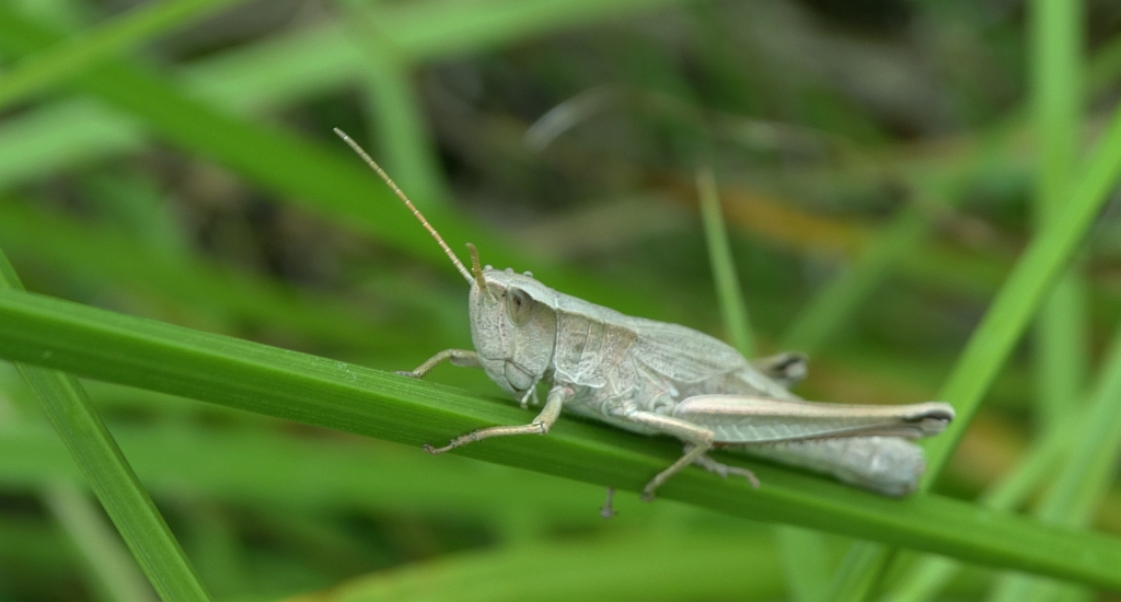Złotawek nieparek (Chrysochraon dispar)