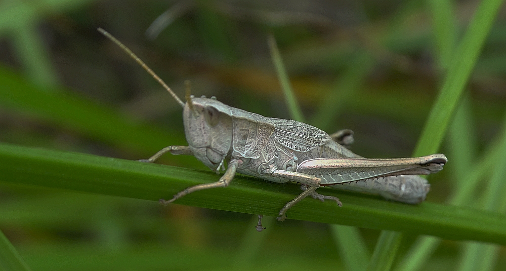 Złotawek nieparek (Chrysochraon dispar)