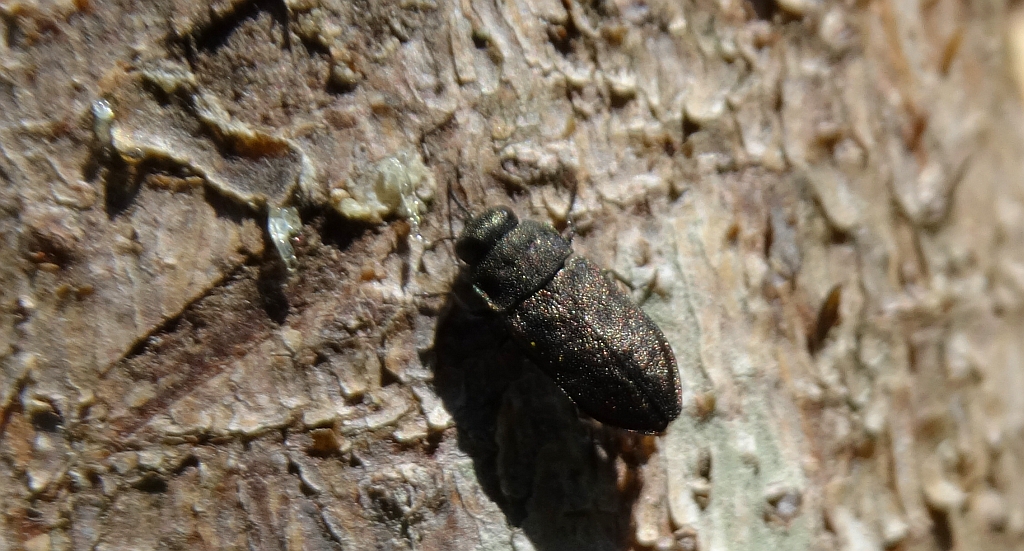 Bogatek - Anthaxia quadripunctata