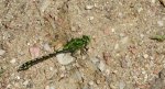 Trzepla zielona (Ophiogomphus cecilia)