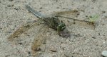 Lecicha pospolita (Orthetrum cancellatum)